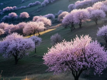 數(shù)九待春歸，亞歐果仁香